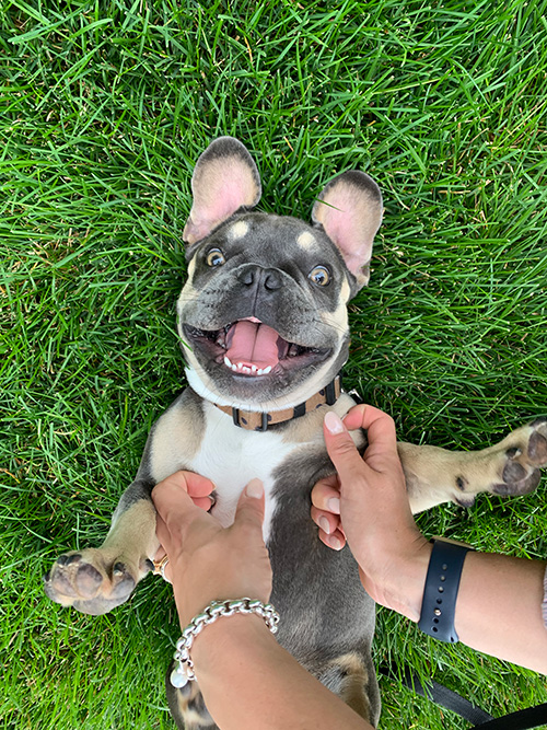 Gus the dog on his back on grass