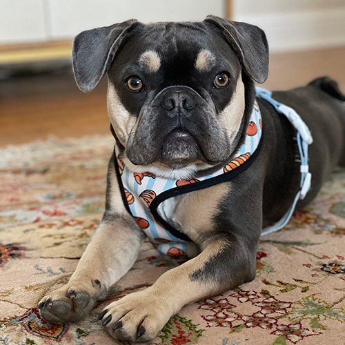 Gus the dog laying on carpet